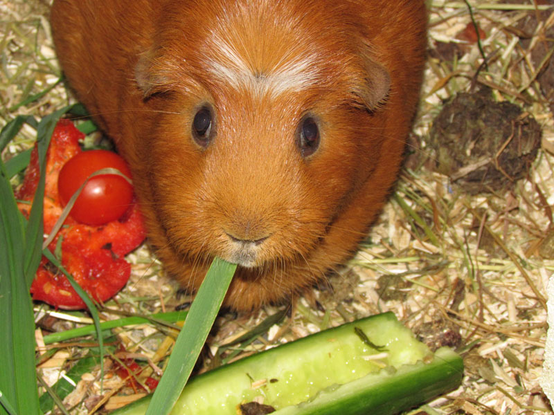 zamorac,zamorci,morski praščići,zamorčići