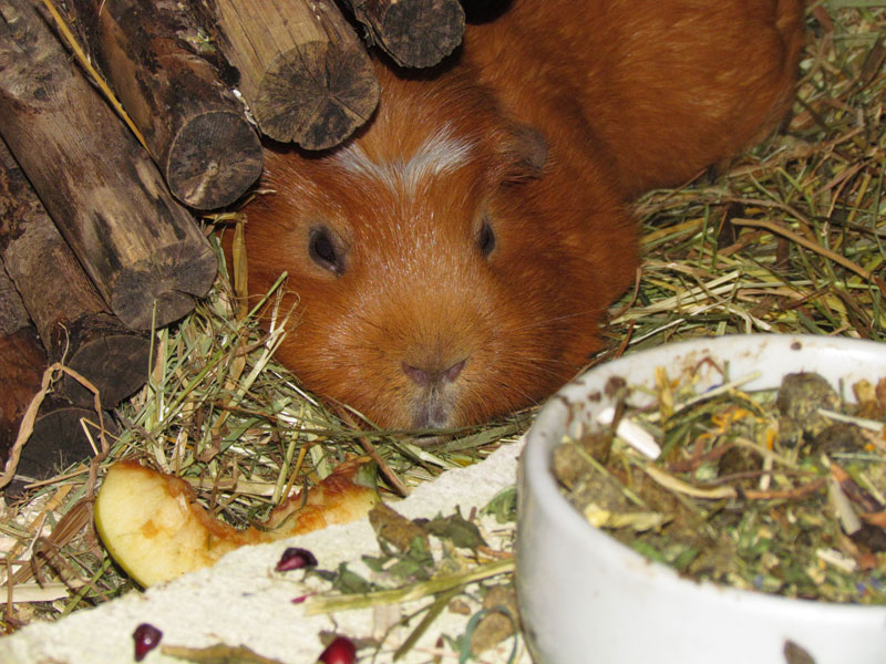 zamorac,zamorci,morski praščići,zamorčići