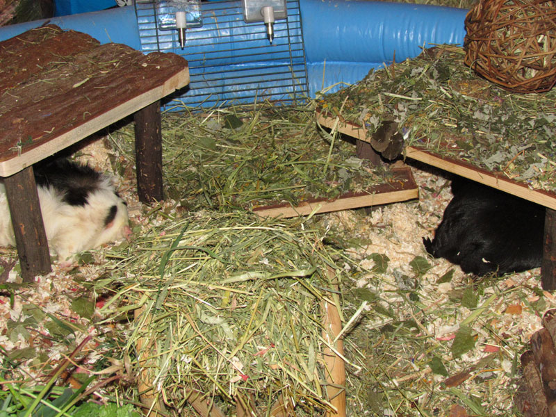 zamorac,zamorci,morski praščići,zamorčići