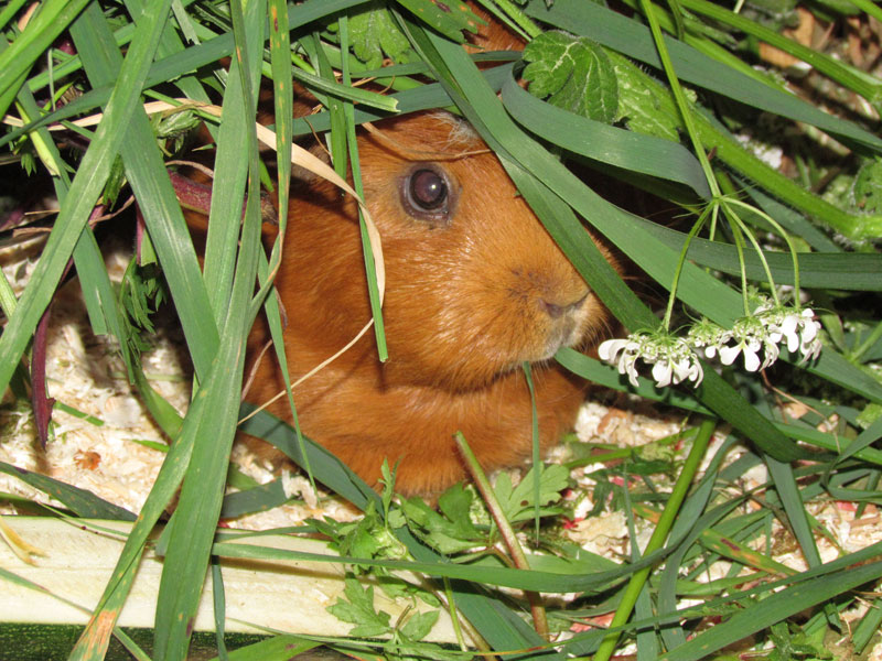 zamorac,zamorci,morski praščići,zamorčići