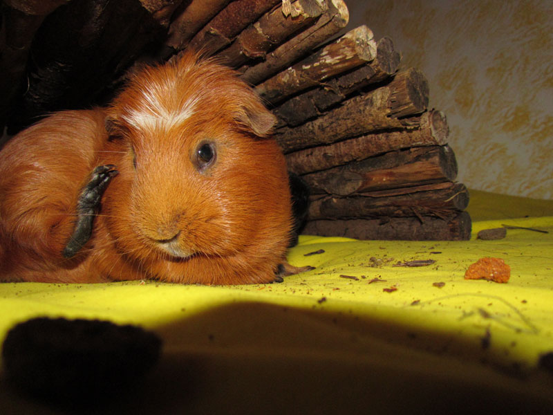 zamorac,zamorci,morski praščići,zamorčići