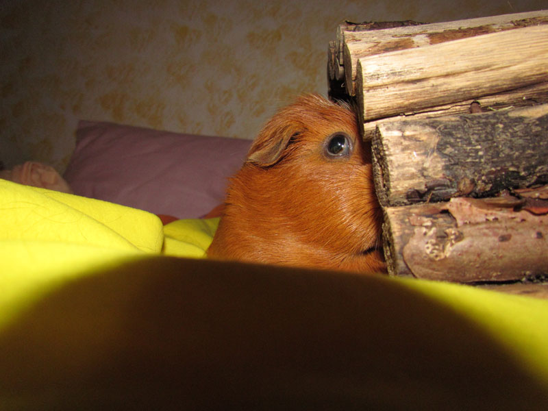 zamorac,zamorci,morski praščići,zamorčići