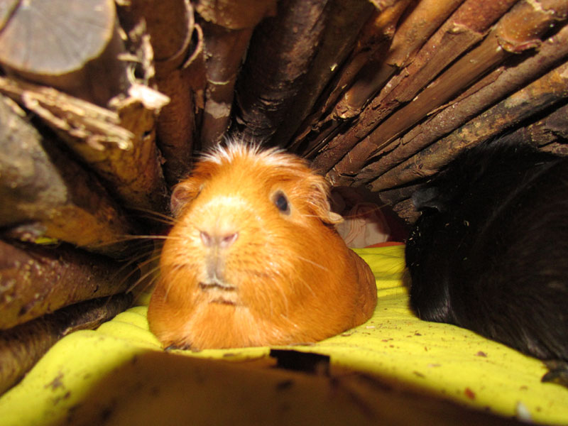 zamorac,zamorci,morski praščići,zamorčići