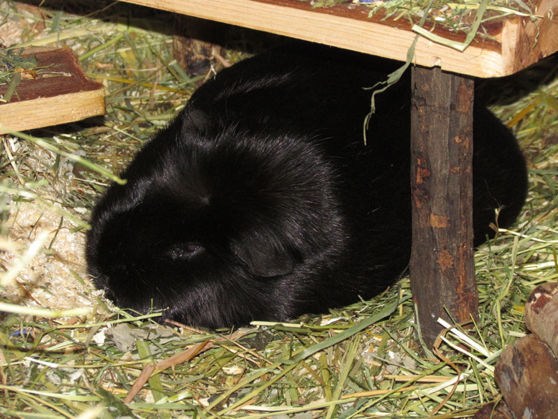 zamorac,zamorci,morski praščići,zamorčići