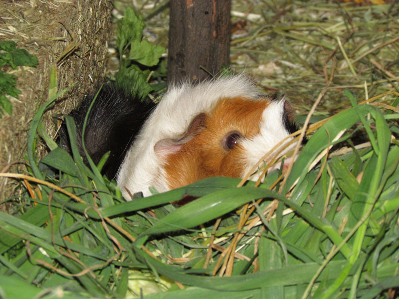 zamorac,zamorci,morski praščići,zamorčići