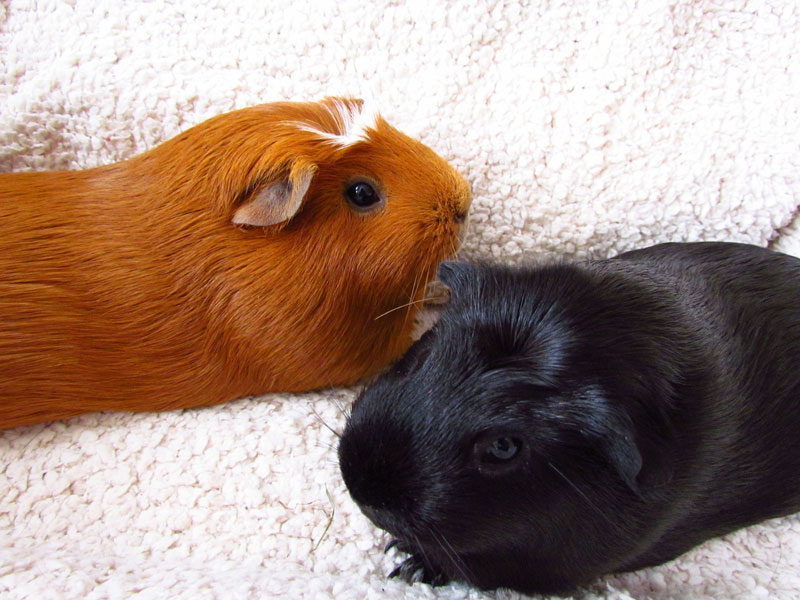 zamorac,zamorci,morski praščići,zamorčići