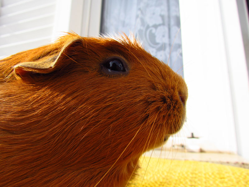 zamorac,zamorci,morski praščići,zamorčići