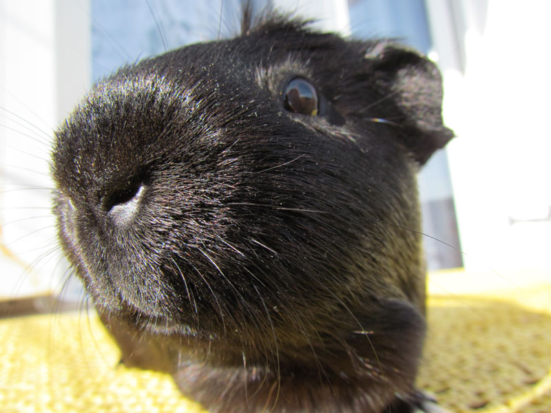 zamorac,zamorci,morski praščići,zamorčići