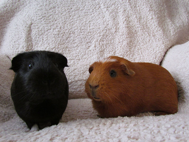 zamorac,zamorci,morski praščići,zamorčići