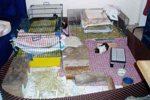 zamorac,zamorci,morski praščići,zamorčići