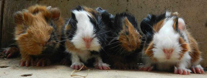 zamorac,zamorci,morski praščići,zamorčići