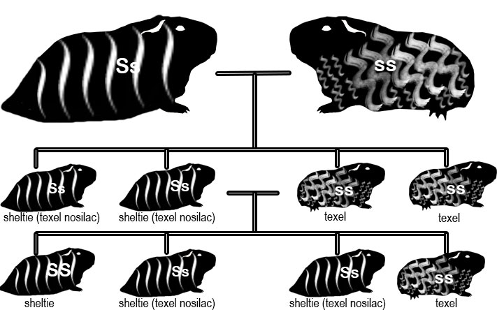 zamorac,zamorci,morski praščići,zamorčići